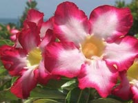 Adenium Obesum