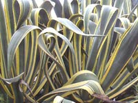 Agave americano