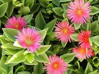 Aptenia Cordifolia