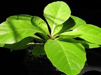 Brighamia Insignis