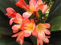 Clivia Miniata