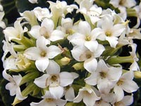 Kalanchoes