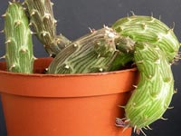 Senecio Pendulus