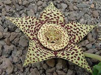 Stapelia Variegata
